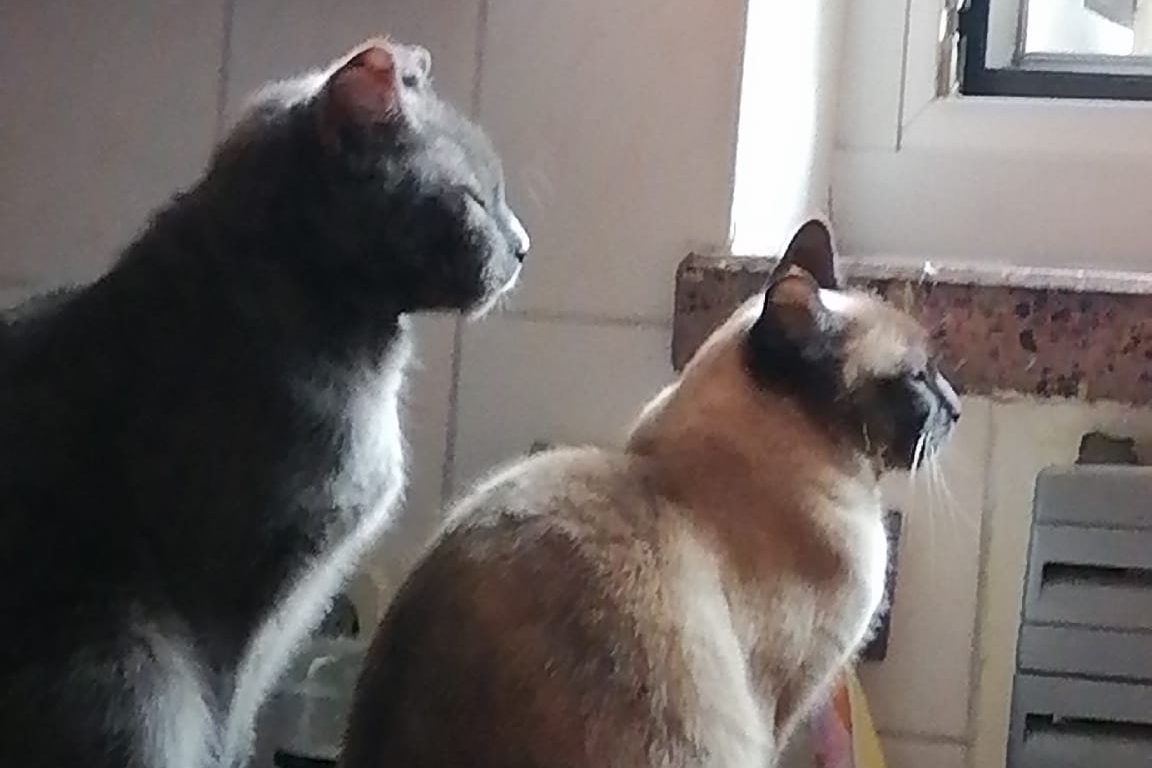 Morchen und Mina suchen ein neues Zuhause!