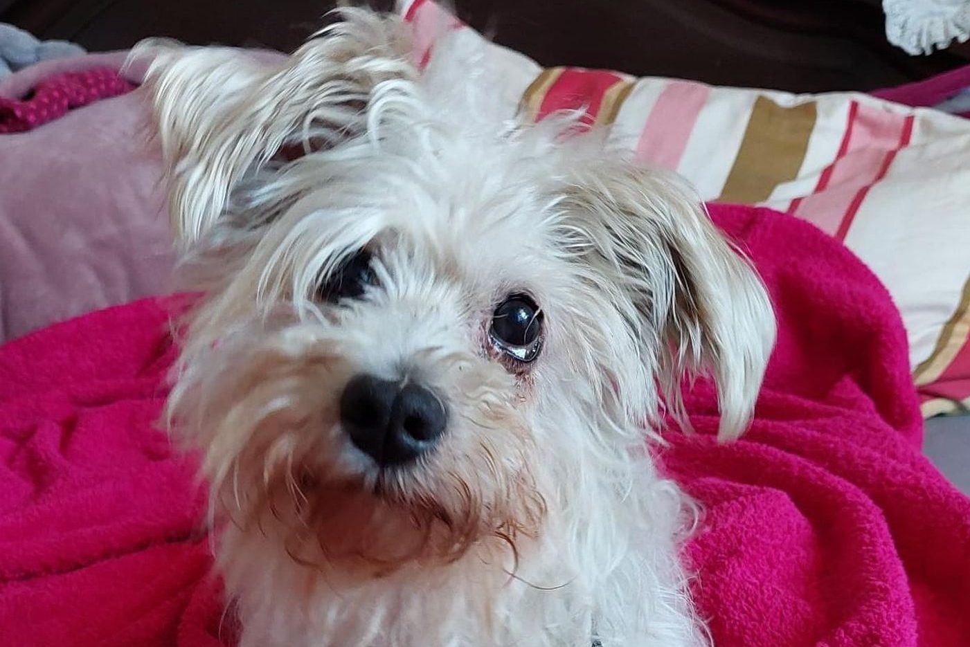 Finn