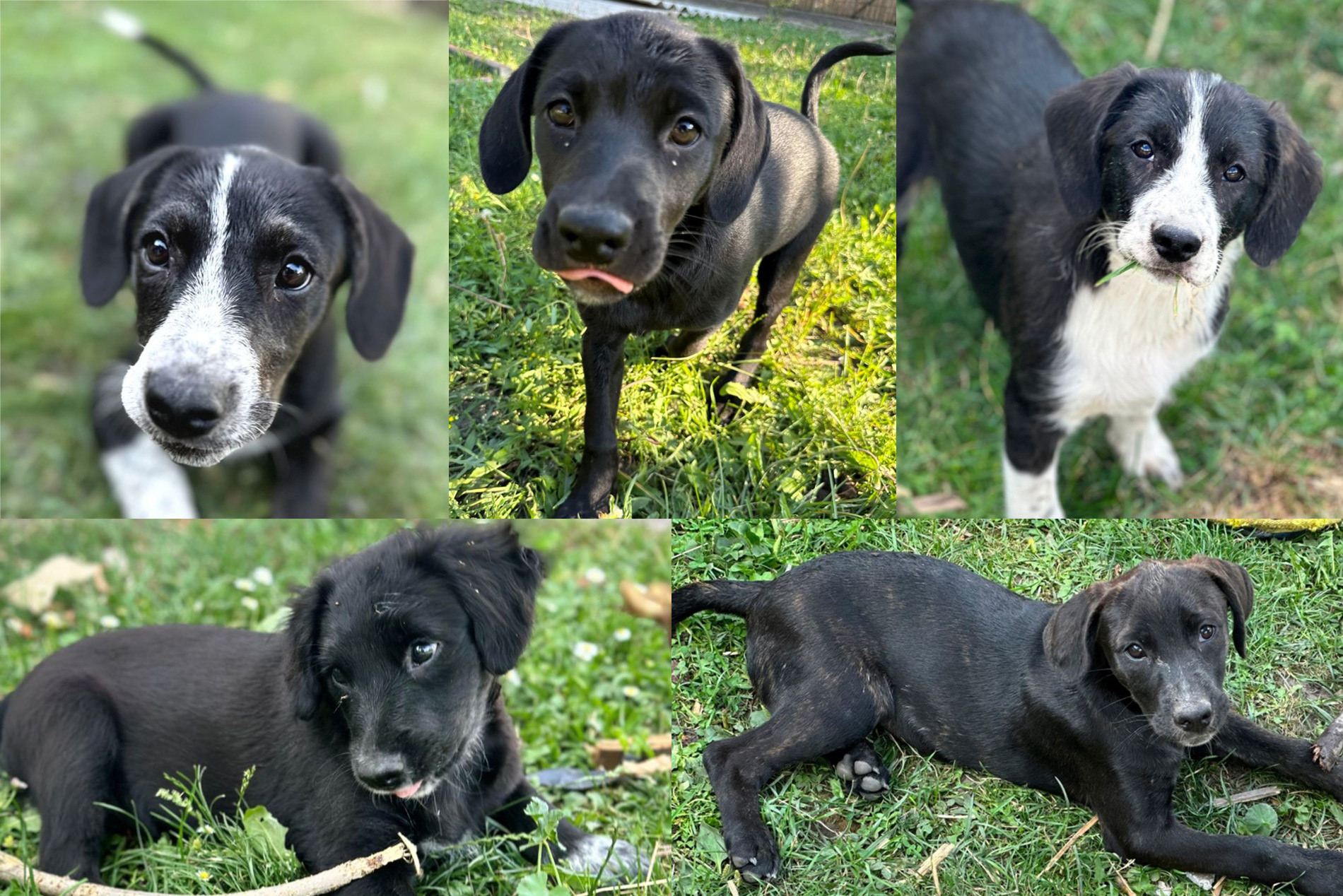 Leander, Flöte, Lili, Luna und Piper