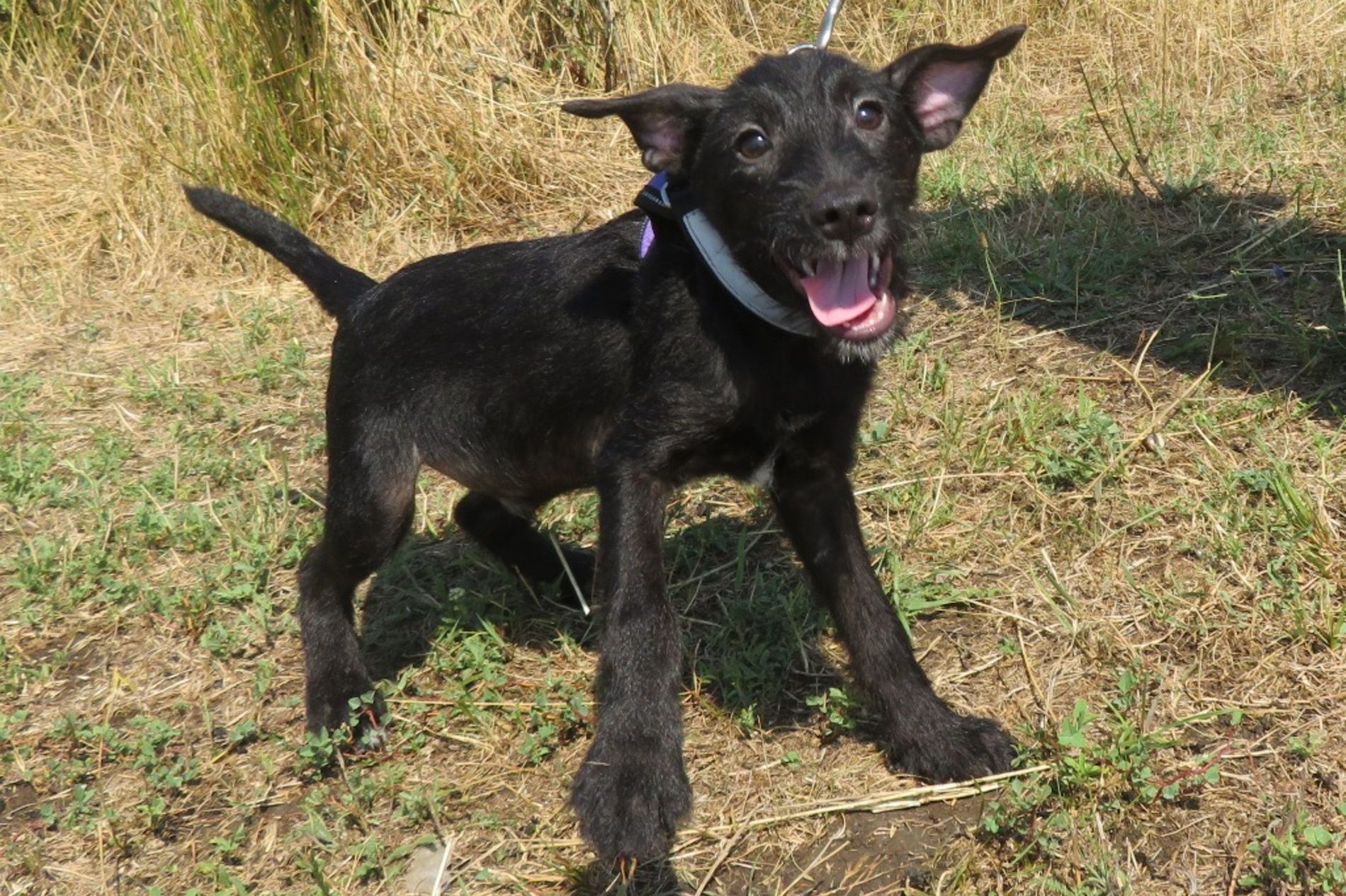 Milo