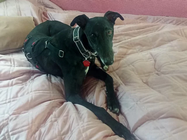 Dante