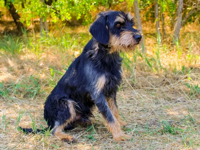 Drasek