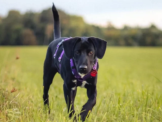 Rudi