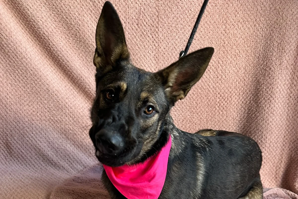 Bella